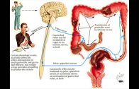 Constipation and the Colon – Mayo Clinic