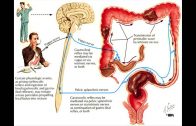 Constipation-and-the-Colon-Mayo-Clinic